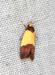 Heteroteucha dichroella