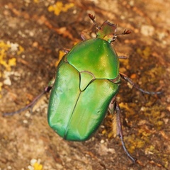 Protaetia cuprea cuprea