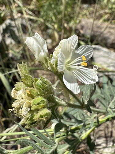 leafy Jacob's ladder (Polemonium foliosissimum)