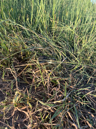 Coastal Carpet Python sighting