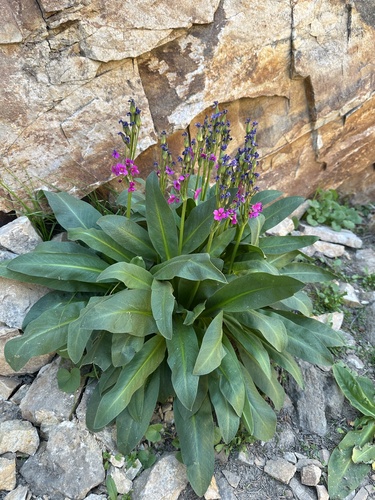 Parry's primrose (Primula parryi)