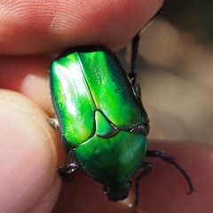 Protaetia cuprea cuprea