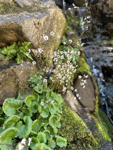 Brook Saxifrage (Micranthes odontoloma)