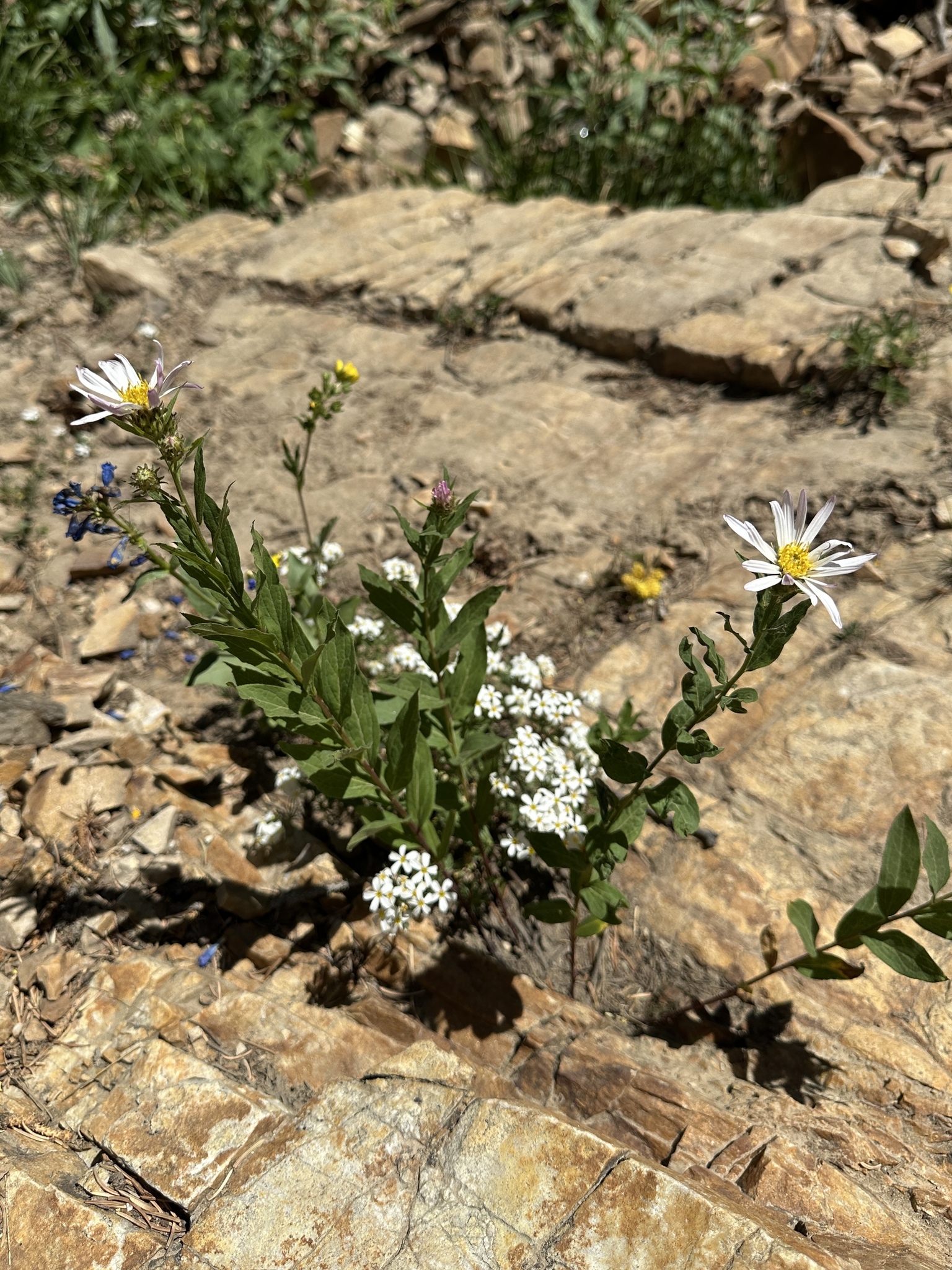 Engelmann's Aster (Doellingeria engelmannii)