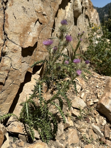 Eaton's thistle (Cirsium eatonii)