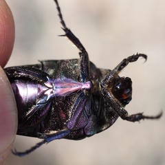 Protaetia cuprea cuprea