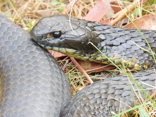 Tiger Snake sighting