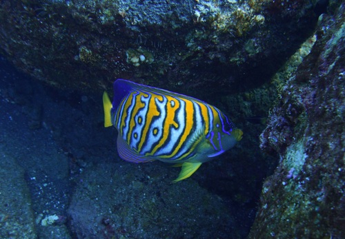Photo of Regal angelfish (Pygoplites diacanthus)