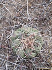Thelocactus hexaedrophorus hexaedrophorus