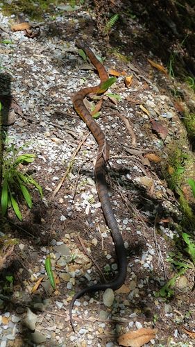 Tiger Snake sighting