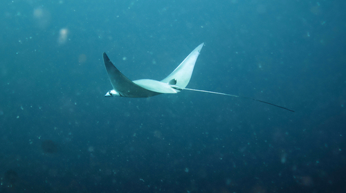 Shortfin devil ray (Mobula kuhlii) — Myliobatidae — 4