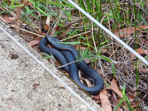 Red-bellied Black Snake sighting