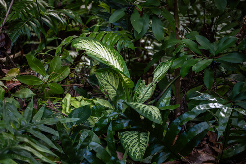 Dieffenbachia seguine observed 2025-12-02