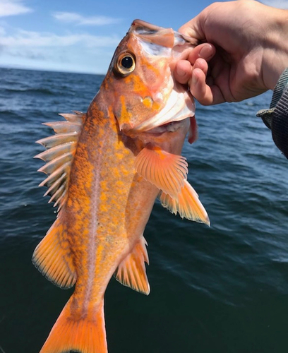 Canary rockfish (Sebastes pinniger) — Sebastidae