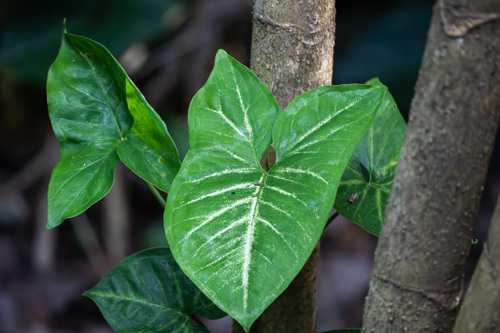 Syngonium podophyllum observed 2025-12-02