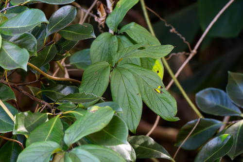 Dioscorea pentaphylla observed 2025-12-02