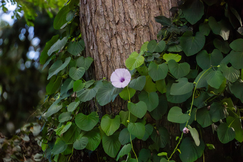 Stictocardia tiliifolia observed 2025-12-02