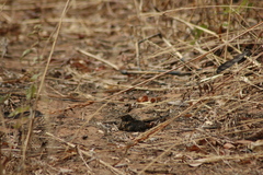 Caprimulgus longipennis