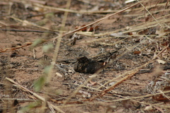 Caprimulgus longipennis