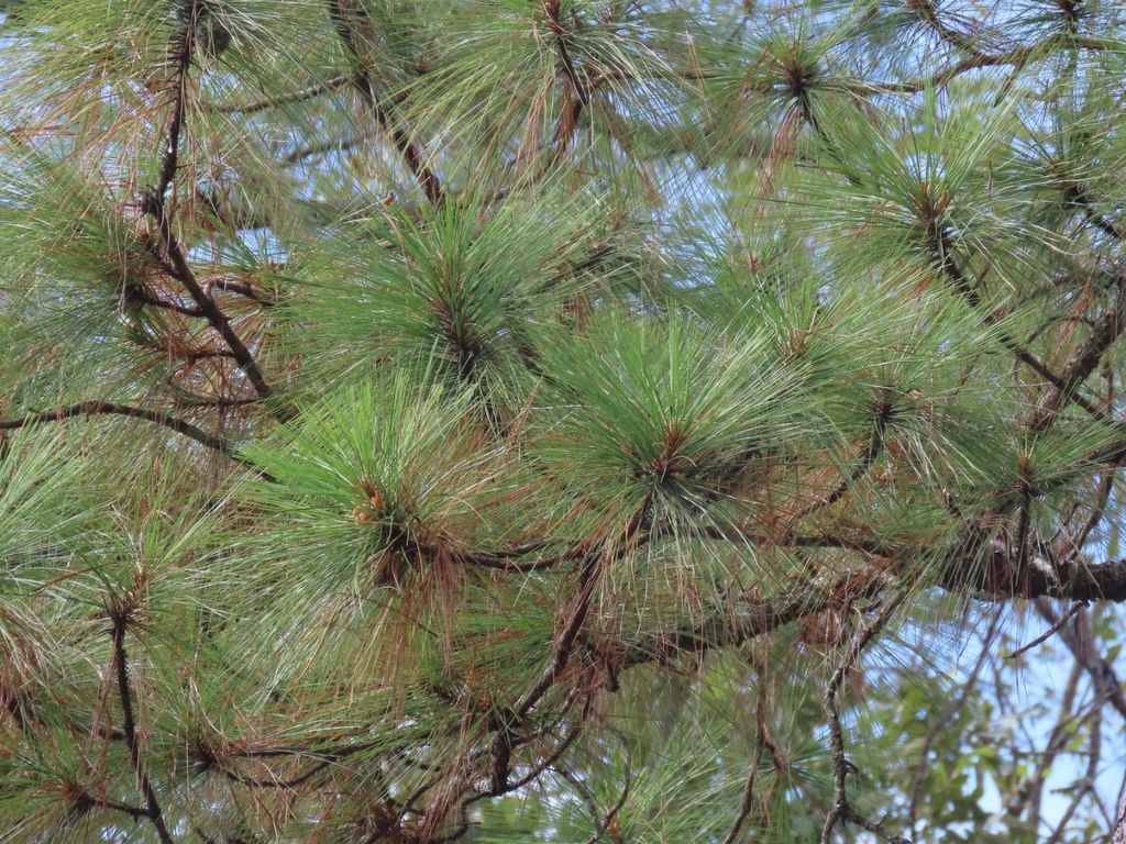 Pinus oocarpa; photograph (c) Francisco Emilio Roldán Velasco, some rights reserved (CC BY)