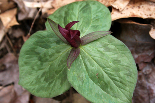 Sessile Trillium (Wildflowers Of The Preserve At Shaker Village ...