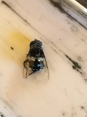 Helophilus cingulatus