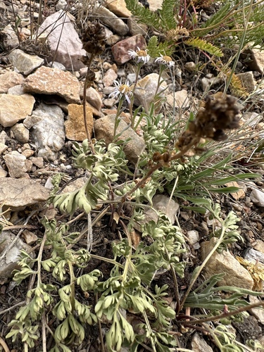 Feather-leaf Kittentail (Veronica paysonii)