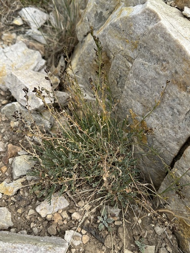 American Smelowskia (Smelowskia americana)