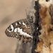 Great Banded Grayling - Photo (c) Jakob Fahr, some rights reserved (CC BY-NC), uploaded by Jakob Fahr