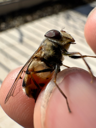 Unknown species found near Glendale, AZ, US