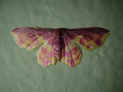 Tricentrogyna violescens image