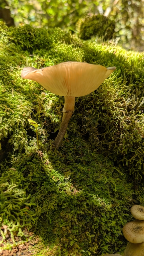 Armillaria novae-zelandiae · December 2025 · photo: © mdrogge (iNaturalist, cc0)