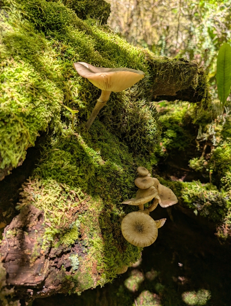 Armillaria novae-zelandiae · December 2025 · photo: © jacmoy123 (iNaturalist, cc0)