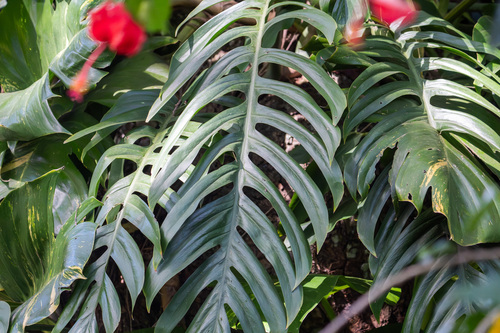 Epipremnum pinnatum observed 2025-12-04