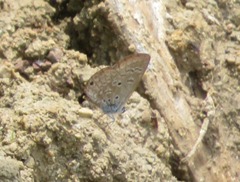 Hemiargus hanno