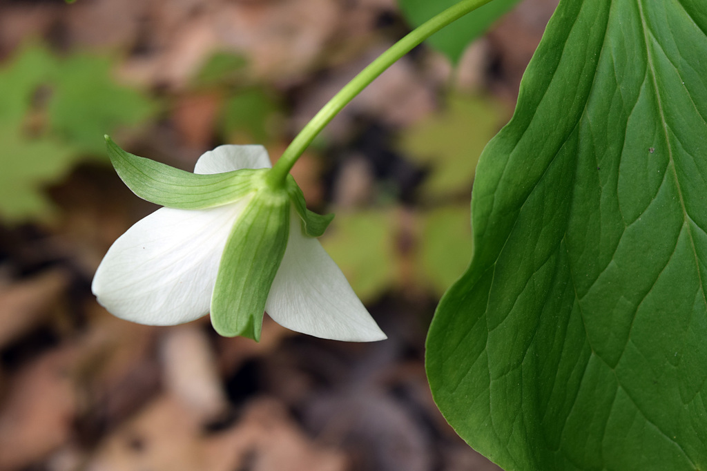 Bent Trillium (Wildflowers of the Preserve at Shaker Village ...