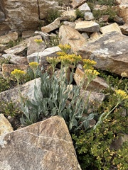 Senecio atratus, photograph (c) Matt Berger, some rights reserved (CC BY)