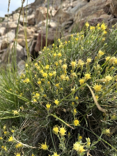 whitestem goldenbush (Ericameria discoidea)