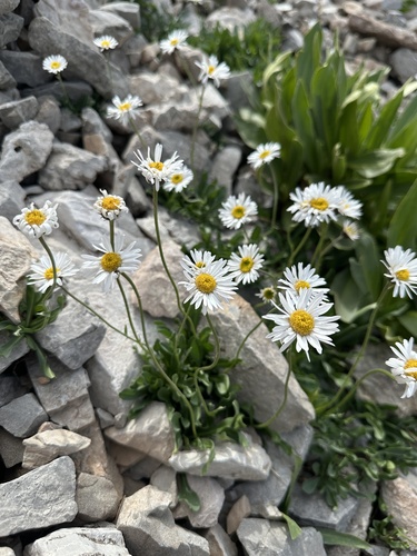 Garrett's Fleabane (Erigeron garrettii)