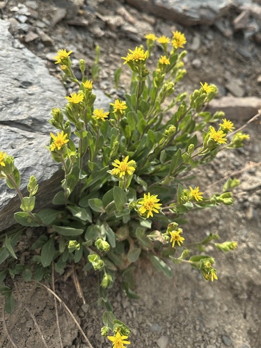 Parry's goldenrod (Oreochrysum parryi)