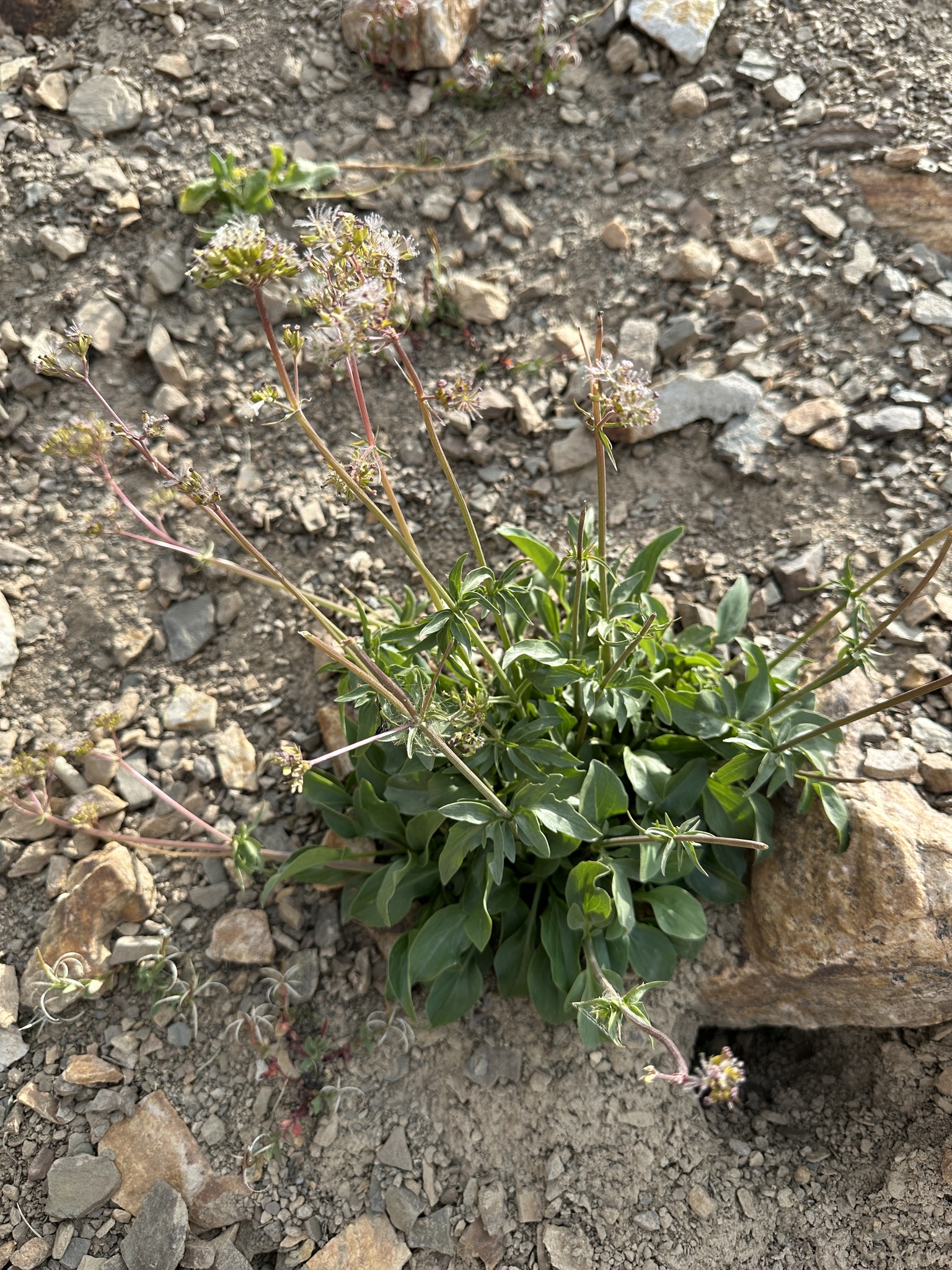 Sharpleaf Valerian (Valeriana acutiloba)