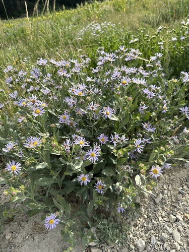 Canby's Aster (Symphyotrichum foliaceum)