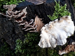 Trametes versicolor