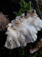 Trametes versicolor