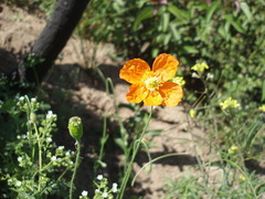 Papaver californicum