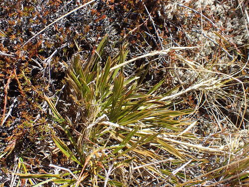 Aciphylla montana (Aciphylla montana)