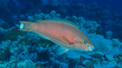 Brownbanded parrotfish (Scarus fuscocaudalis) — Scaridae — 5