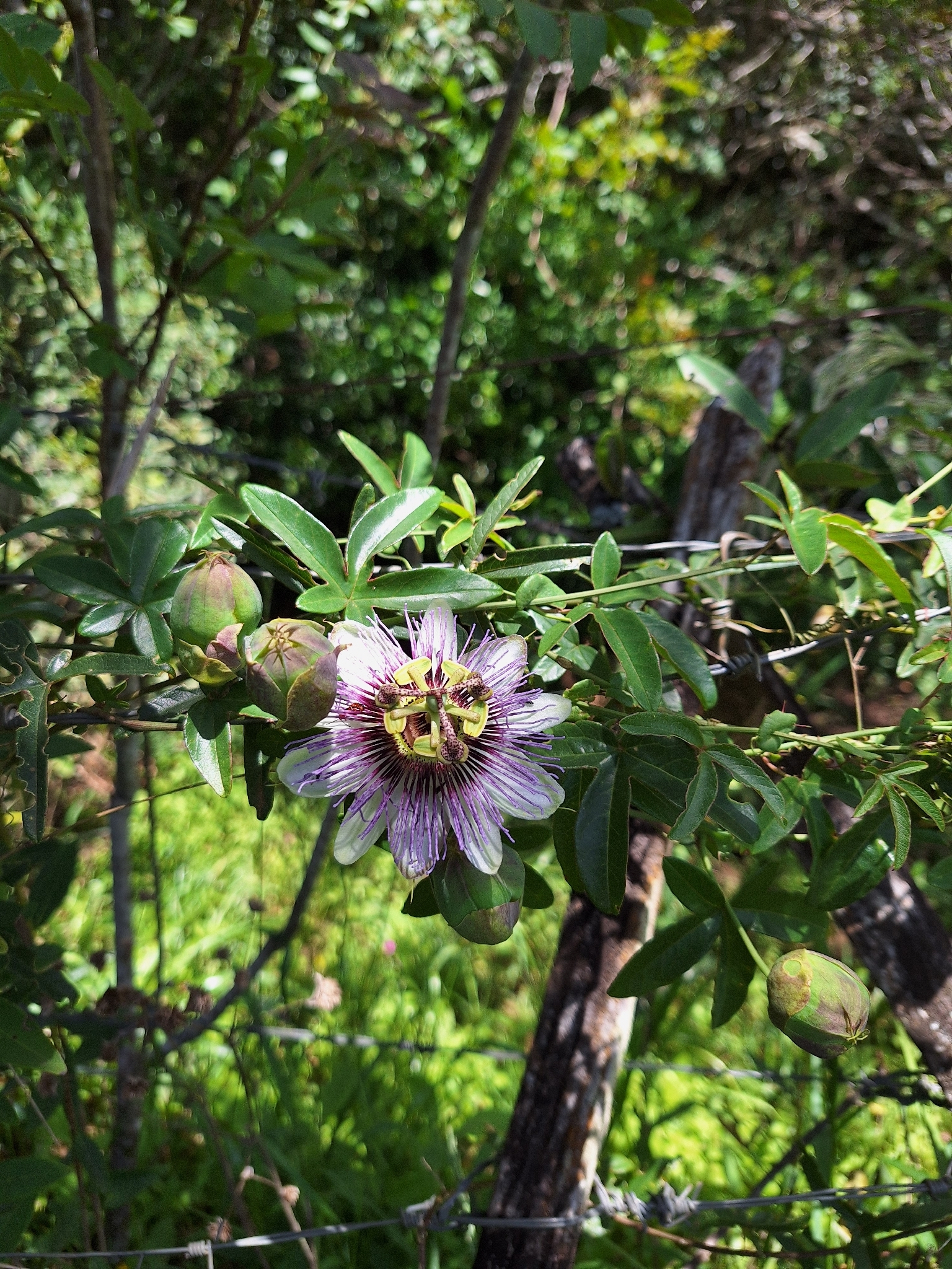 Passiflora caerulea