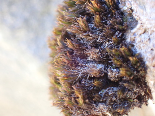 Streamside Schistidium Moss (Schistidium rivulare)