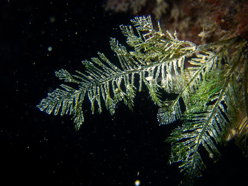 Bryopsis corticulans observed 2025-12-10